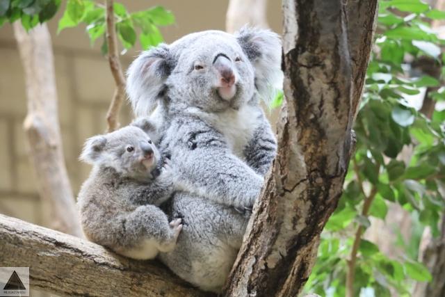 コアラの赤ちゃん