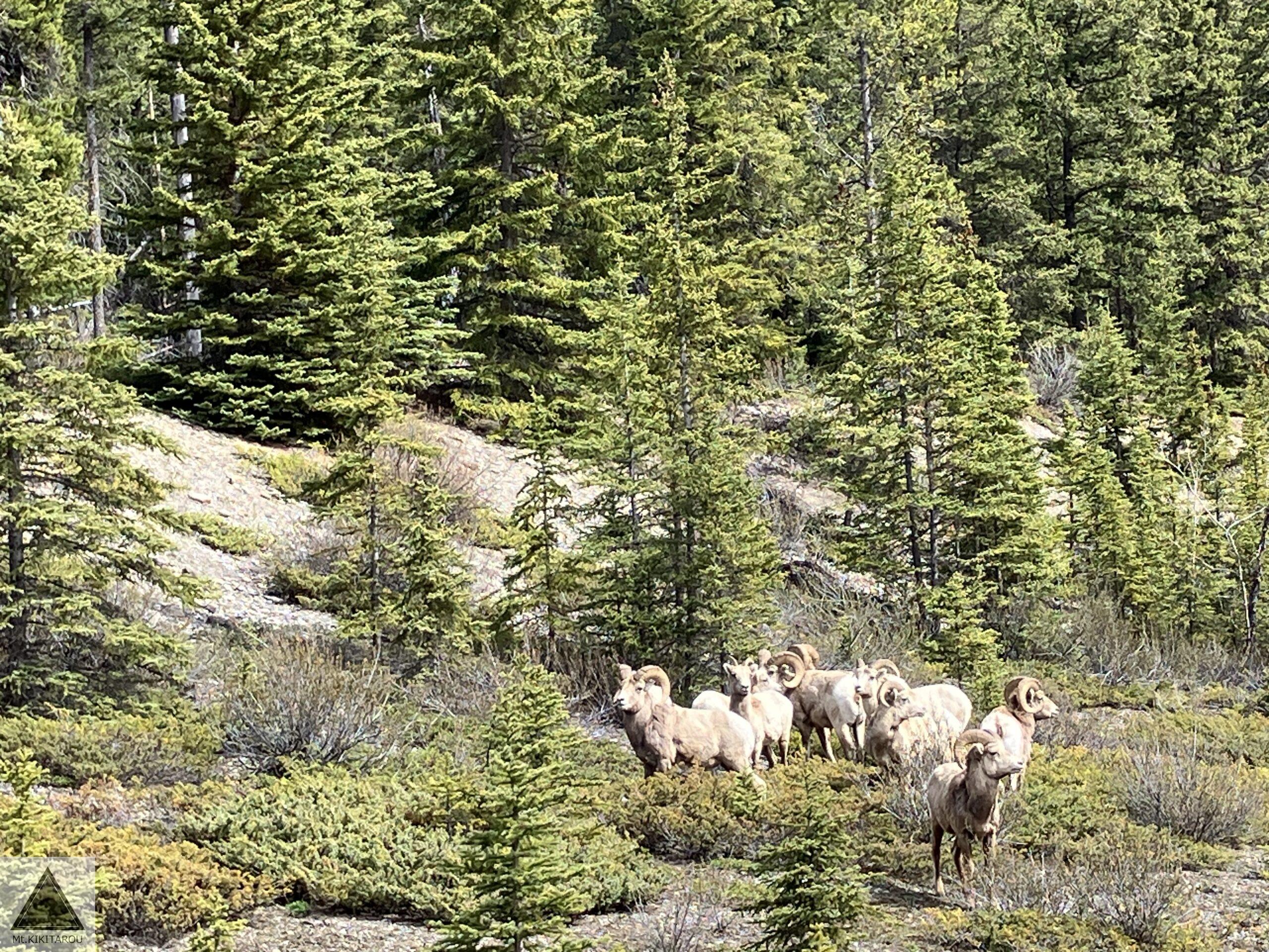 bighornsheep