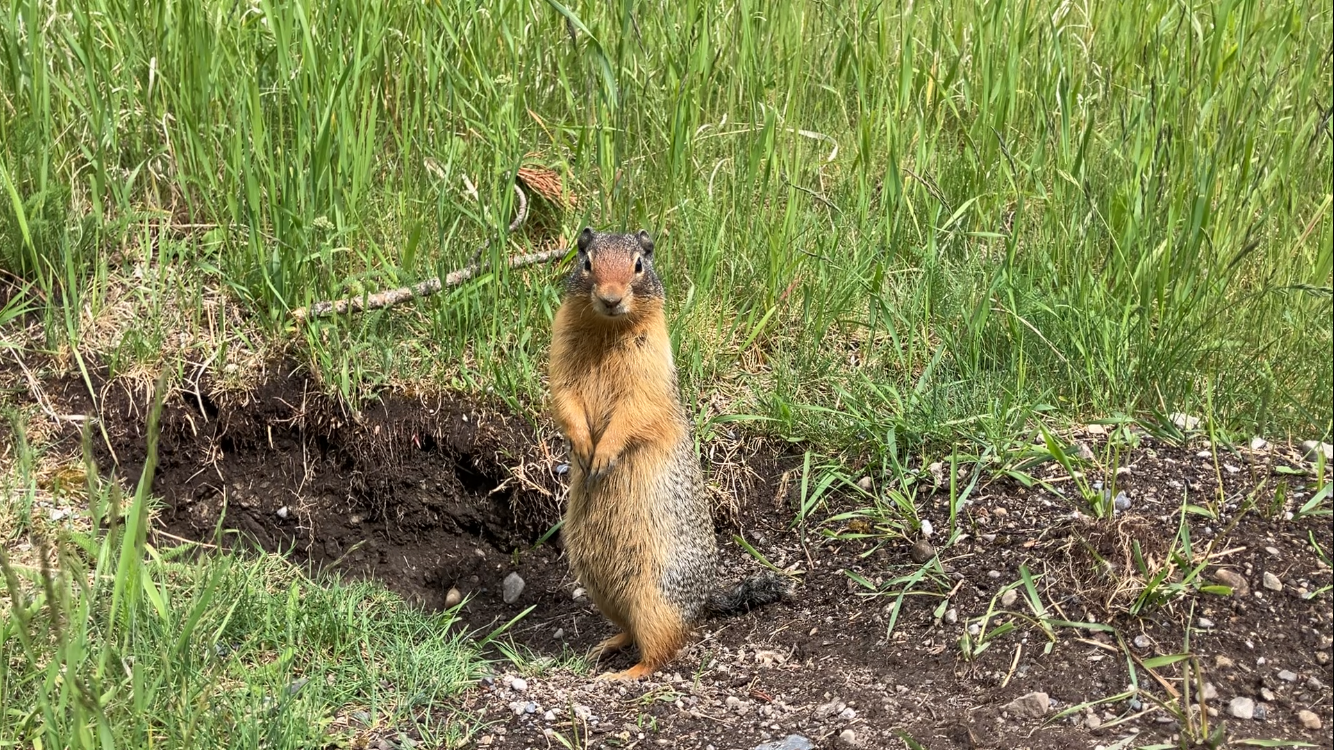 ground squirrel